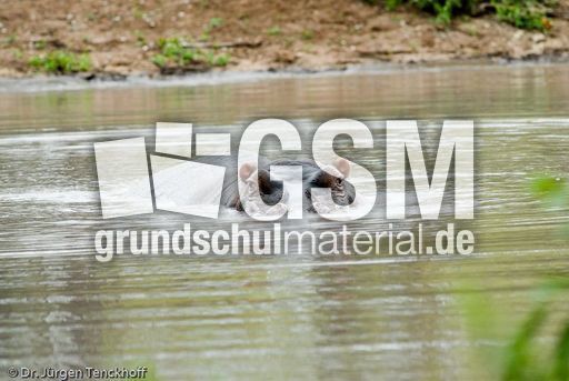 Flusspferd (64 von 104).jpg